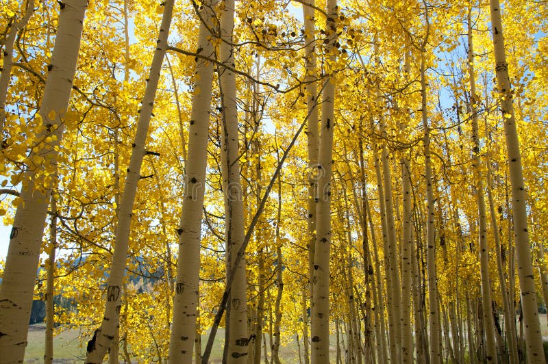 Spadku ulistnienie na Żółtych Osikowych drzewach pokazuje daleko ich jesień Barwi