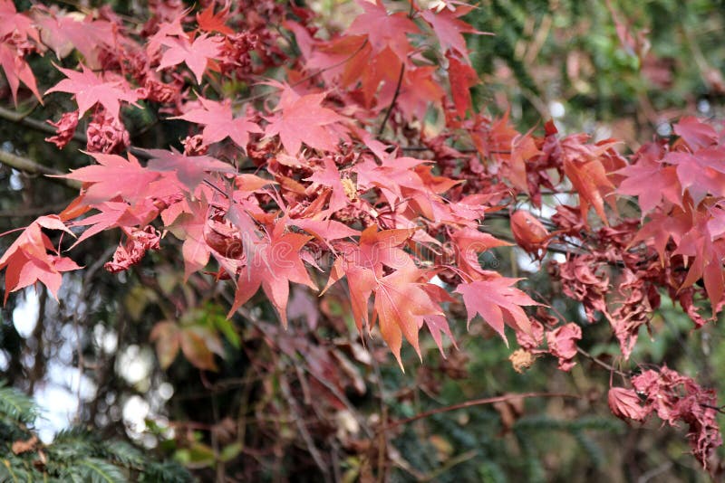 Spadków klony przy ogródem botanicznym - Acer palmatum - zdjęcia royalty free Spadków klony przy ogródem botanicznym - Acer palmatum - zdjęcia royalty free