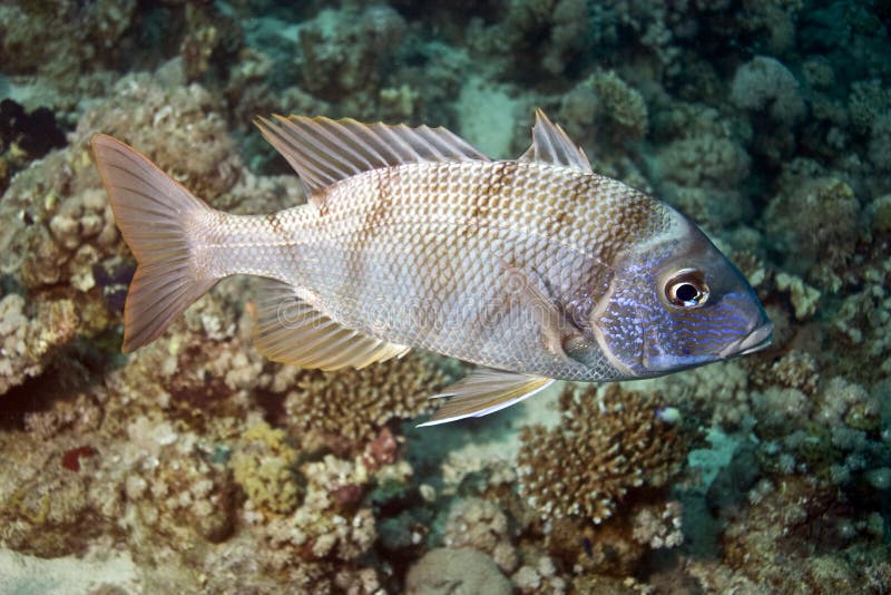 Spangled emperor (lethrinus nebulosus)