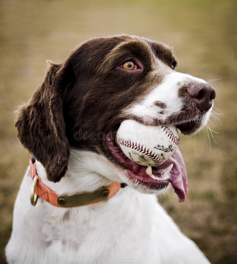 spaniel brittany стоковое изображение spaniel brittany стоковое изображение