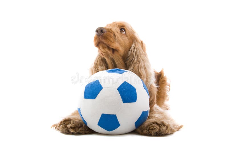 Spaniel de Cocker com esfera imagens de stock royalty free Spaniel de Cocker com esfera imagens de stock royalty free