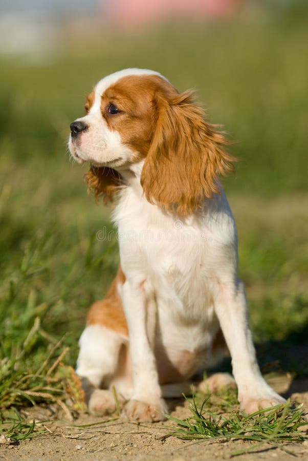 King charles spaniel hair look back curiosity lawn England delicacy sit dog animal canine. King charles spaniel hair look back curiosity lawn England delicacy sit dog animal canine