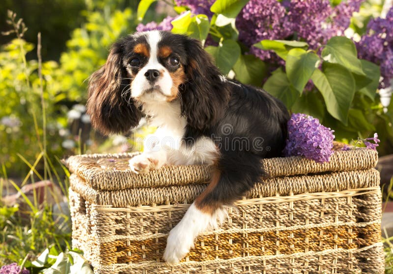 Cão Cavalier King Charles Spaniel fotos de stock
