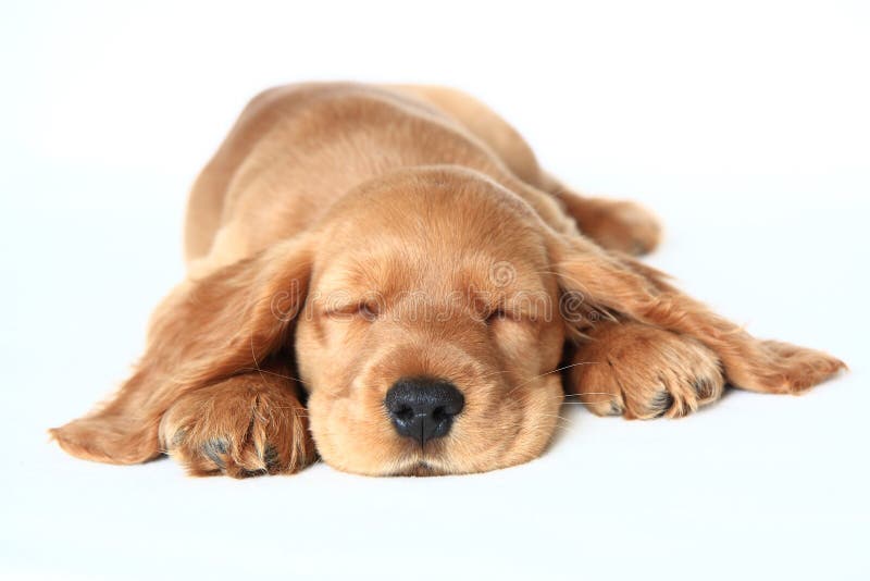 Spaniel di cocker inglese fotografia stock libera da diritti
