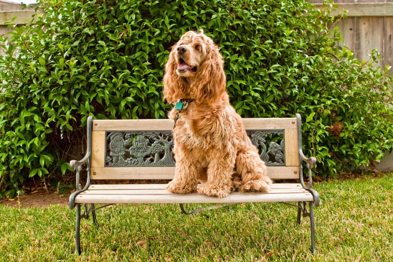 A Cocker Spaniel dog is happily sitting on a miniature bench on a lawn. She wears dog tags and a leash and has reddish fur. A Cocker Spaniel dog is happily sitting on a miniature bench on a lawn. She wears dog tags and a leash and has reddish fur.