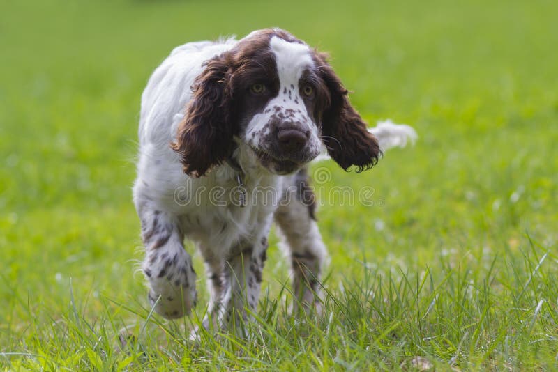 Spaniel för engelsk springer royaltyfri foto Spaniel för engelsk springer royaltyfri foto