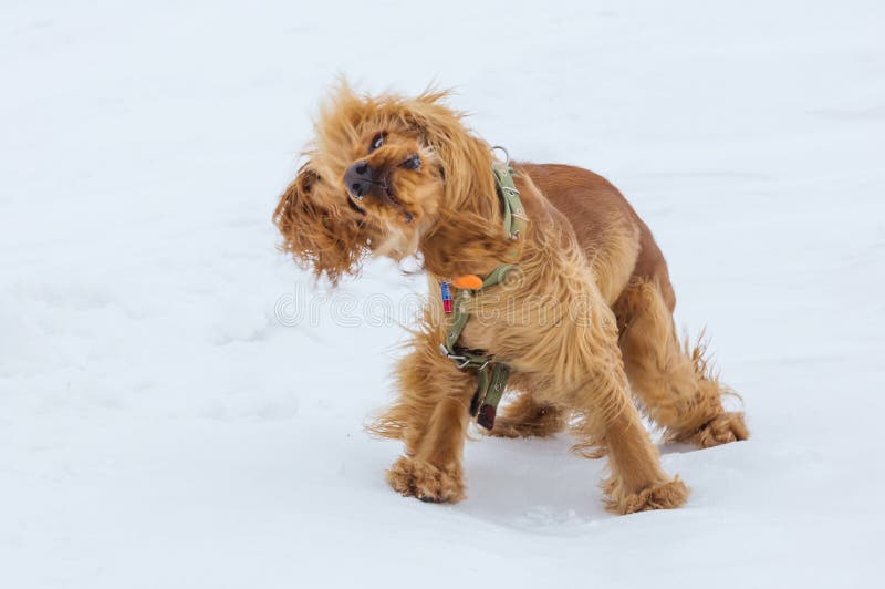 Golden British Cocker Spaniel Standing In The Snow Stock ...