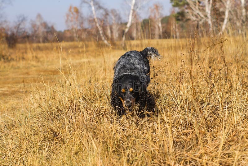 Spaniel manchado do russo que corre e que joga no gra amarelo do outono imagens de stock Spaniel manchado do russo que corre e que joga no gra amarelo do outono imagens de stock
