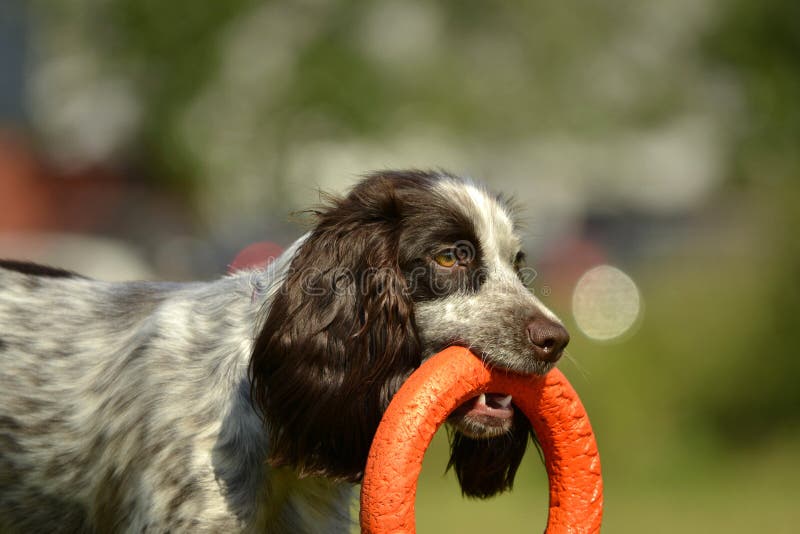Spaniel russo di caccia Giovane cane energetico su una passeggiata Istruzione dei cuccioli, cynology, addestramento intensivo di immagini stock libere da diritti Spaniel russo di caccia Giovane cane energetico su una passeggiata Istruzione dei cuccioli, cynology, addestramento intensivo di immagini stock libere da diritti