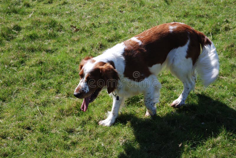 Spaniel satisfeito de galês Springer que joga em um prado inglês fotos de stock royalty free Spaniel satisfeito de galês Springer que joga em um prado inglês fotos de stock royalty free