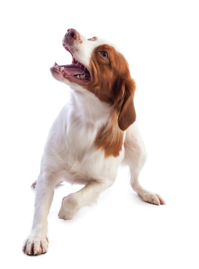 Spaniel Бретань на белой предпосылке стоковые изображения Spaniel Бретань на белой предпосылке стоковые изображения