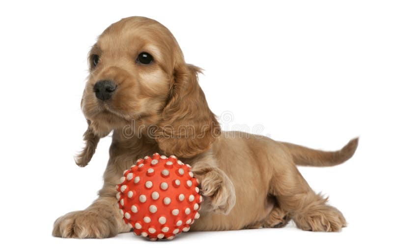spaniel кокерспаниеля 8 шариков английский играя стоковое фото rf spaniel кокерспаниеля 8 шариков английский играя стоковое фото rf