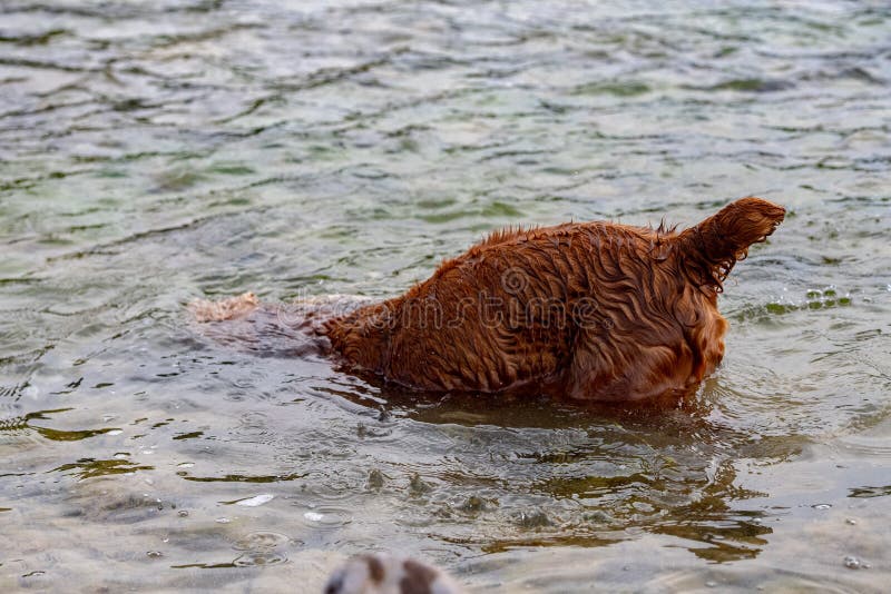 Spaniel кокерспаниеля молодой собаки щенка английский пока ныряющ стоковые изображения rf Spaniel кокерспаниеля молодой собаки щенка английский пока ныряющ стоковые изображения rf