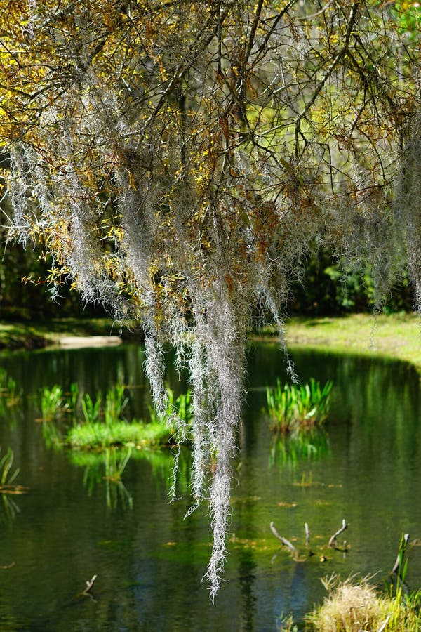 Spanisches Moos im Baum stockfoto. Bild von phasen, betrieb 129750398