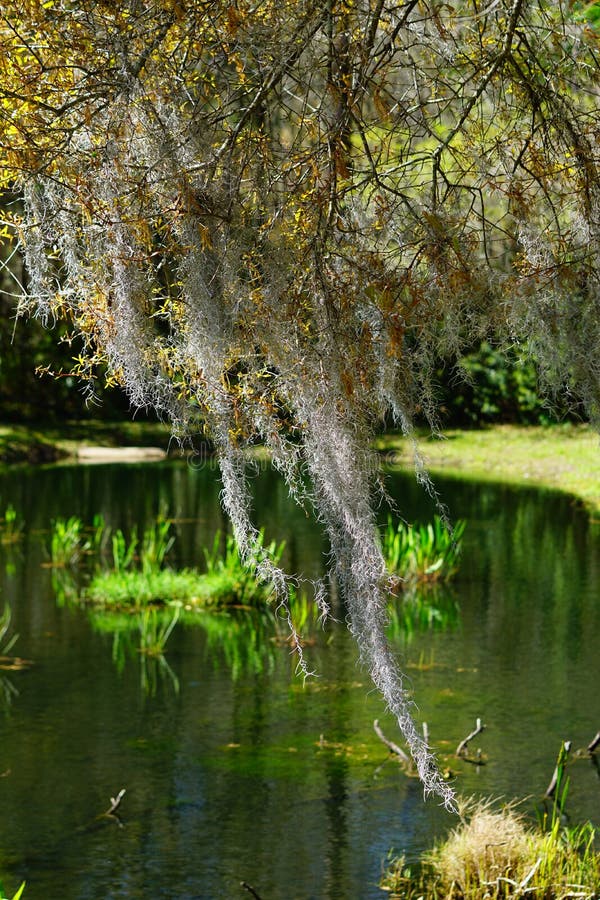 Spanisches Moos im Baum stockbild. Bild von wachsen 130278937