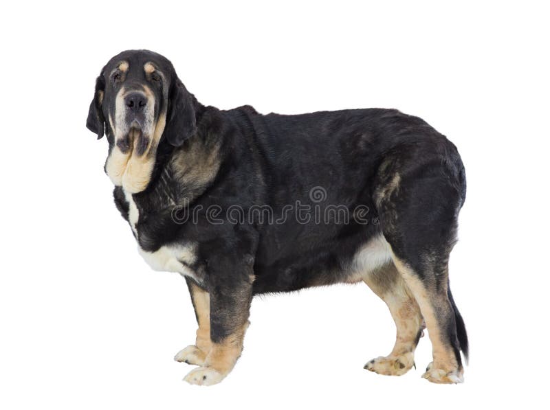 Spanischer Mastiff lizenzfreie stockbilder Spanischer Mastiff lizenzfreie stockbilder