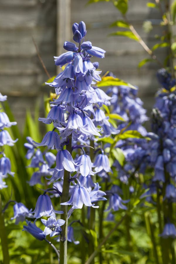 Symbolize bluebells what do Flower Symbolism
