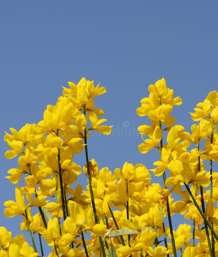 Spanish Broom / Spartium Junceum / Rush Broom, Weaver`s Broom