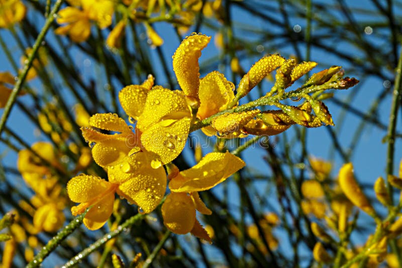 Spanish broom flowers stock photo. Image of bush, leafless 84021822