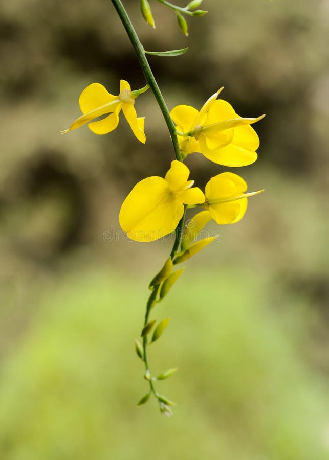 Spanish broom stock photo. Image of broom, garden, park 246454846