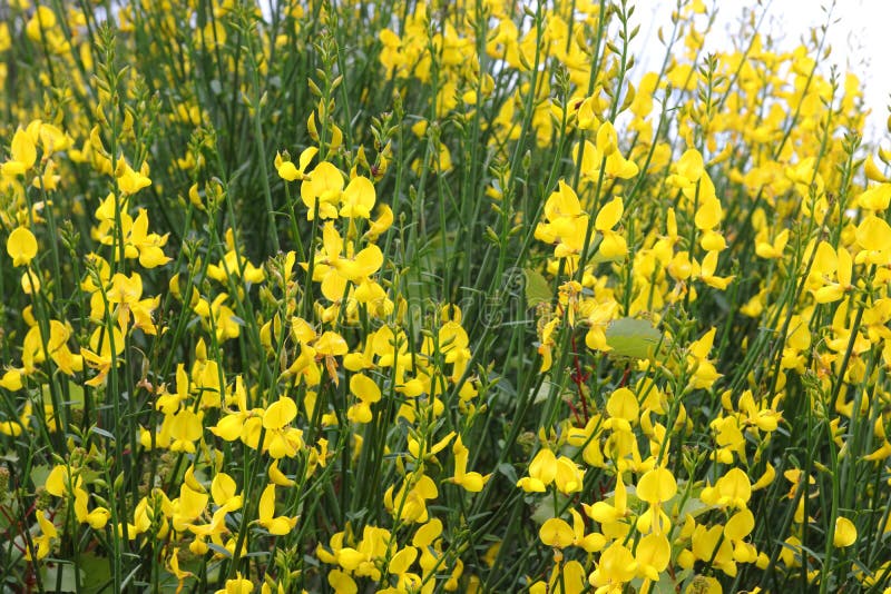 Spanish Broom or Weaver`s Broom Bloom Stock Photo Image of