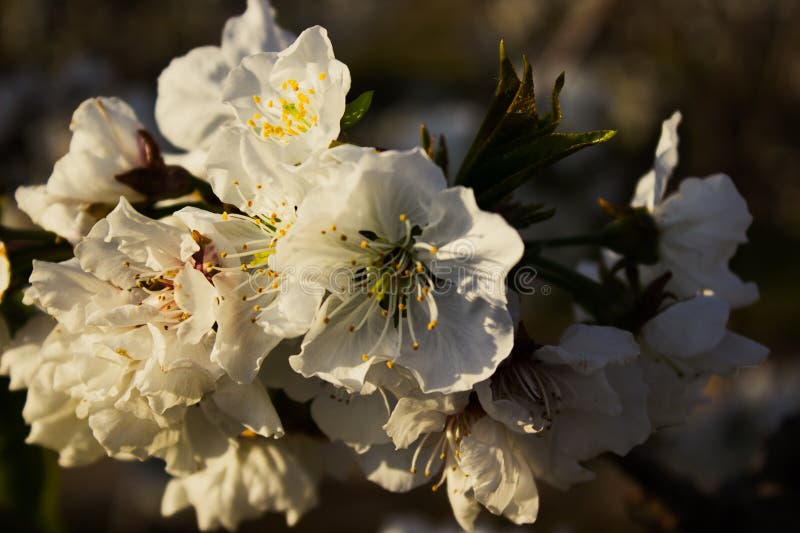 Spanish Cherry Blossom stock image. Image of dust, green 276222829