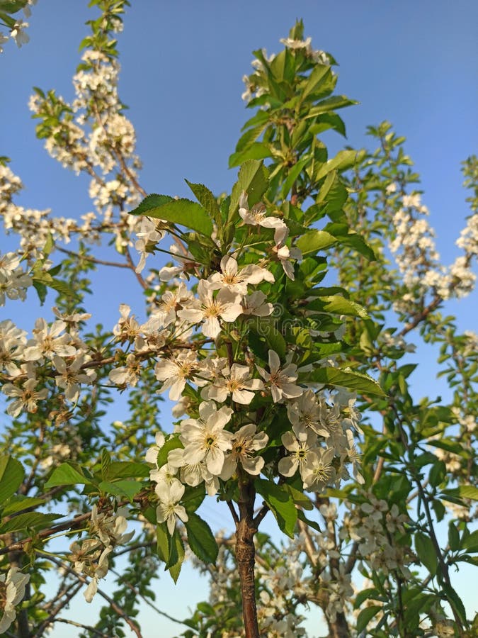 381 Spanish Cherry Flower Stock Photos Free & RoyaltyFree Stock