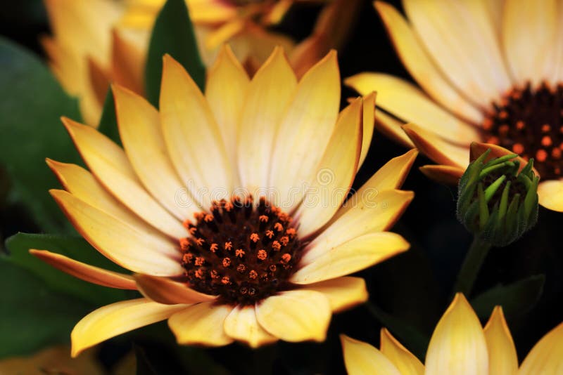 The Spanish Daisies Come in Many Colors Stock Photo Image of daisy