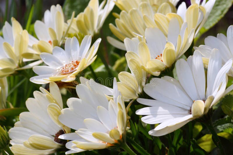 Red Spanish Daisy Flower stock photo. Image of orange 101051382