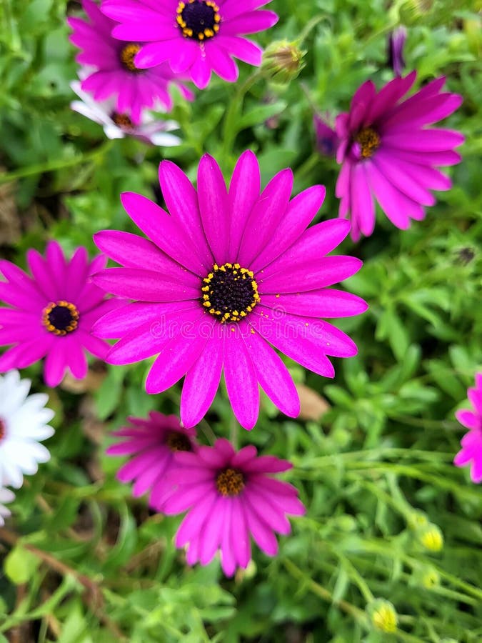 Spanish daisy stock photo. Image of flower, plant, bloom 251642322