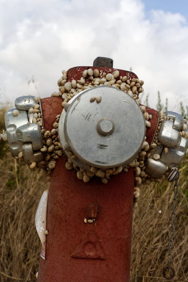 Snail encrusted fire hydrant.