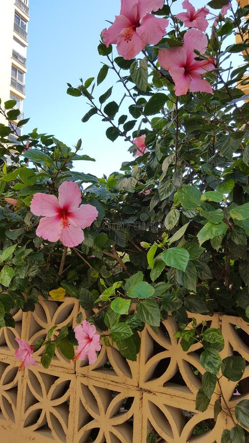 Spanish flowers stock image. Image of andalucia, andalucian 785089