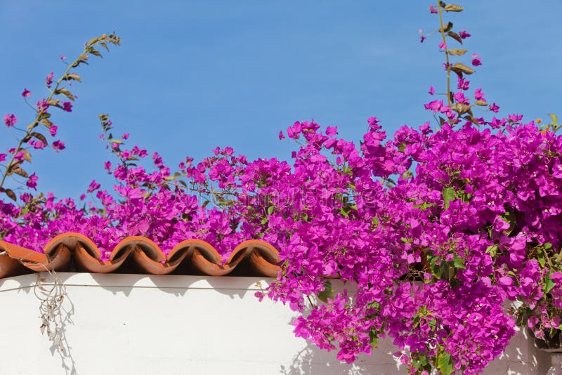 Spanish garden stock photo. Image of lilac, blue, tile 12462204