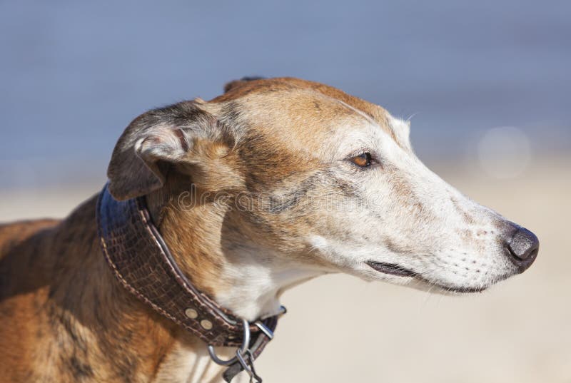 Spanish Greyhound portrait stock image. Image of galgo 89685603