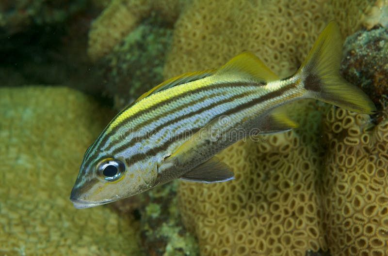 Spanish Grunt stock image. Image of coral, reef, hover 15759963