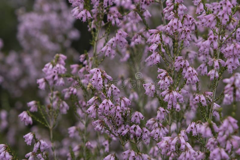 Spanish heath pink flowers stock image. Image of heathland 242192905