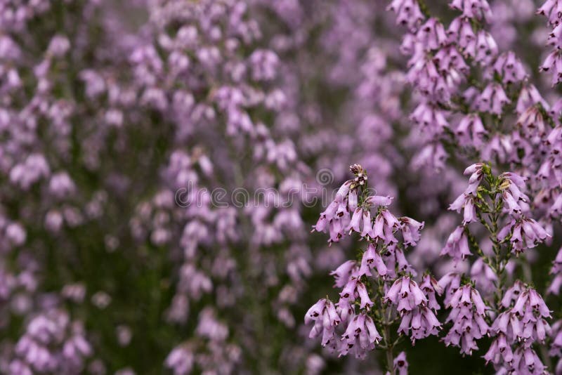 Spanish heath pink flowers stock image. Image of pale 264140697
