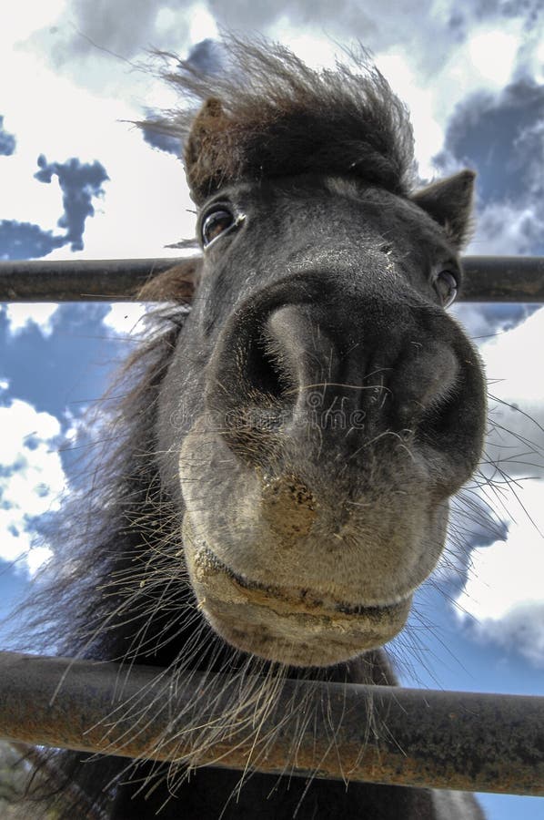 Spanish horse stock image. Image of window, stable, isolated 110766971
