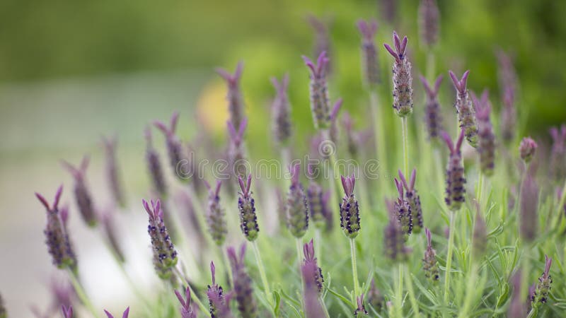 Spanish lavender flowers