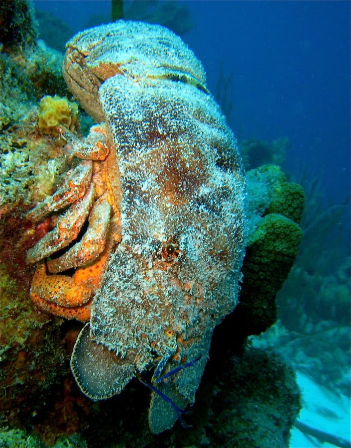 Spanish Lobster stock photo
