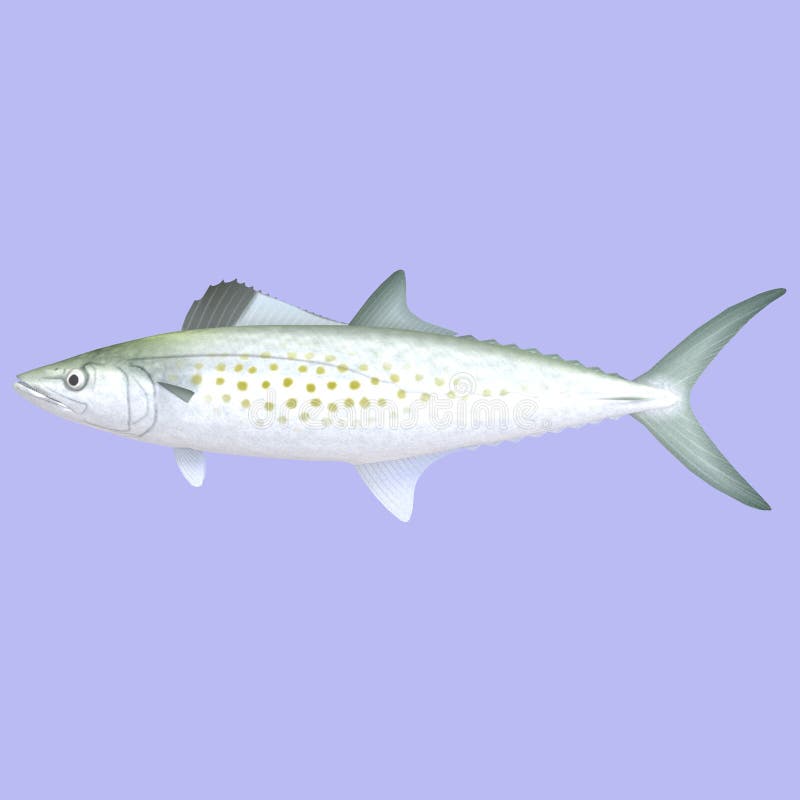 Spanish Mackerel Commerson Illustration Stock Vector