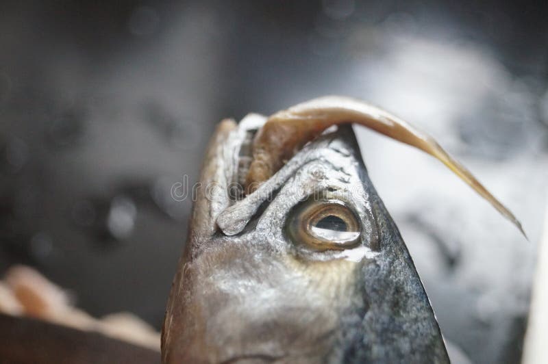 Spanish Mackerel with a Fish in His Mouth. Stock Image Image of