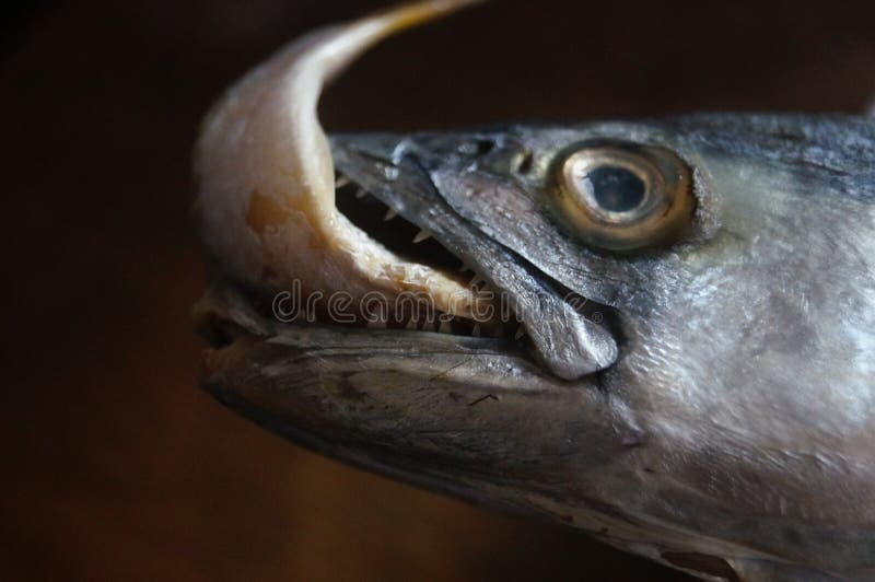 Spanish Mackerel with a Fish in His Mouth. Stock Photo Image of life