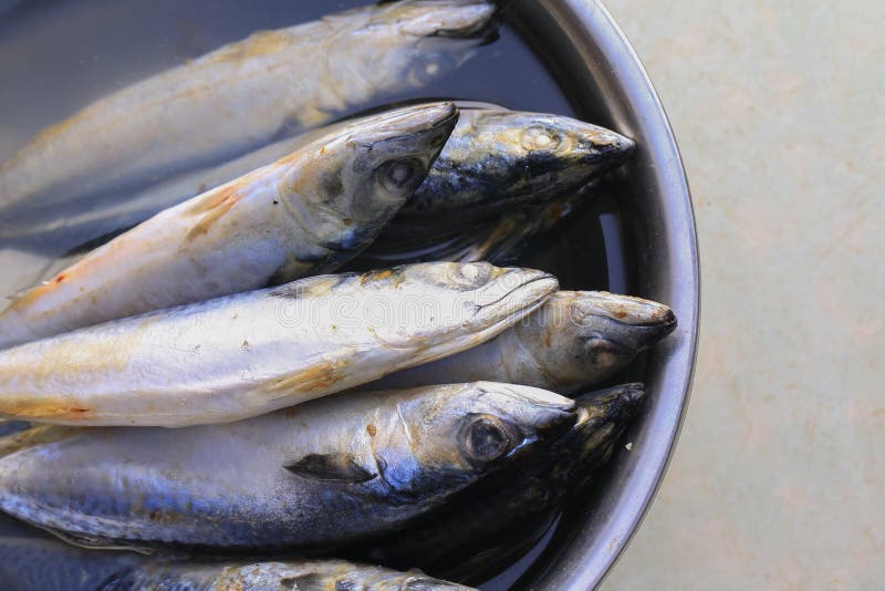 Spanish Mackerel, Very Fresh Stock Image Image of object, save 224863755