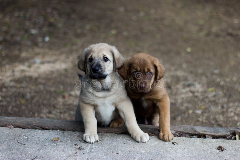 Spanish Mastiff Brothers Puppies Supported on a Step Stock Image ...