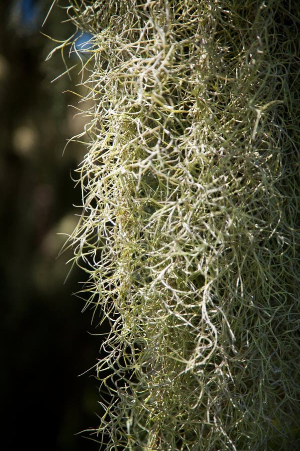 Spanish Moss stock image. Image of delicate, gray, tillandsia 15819031