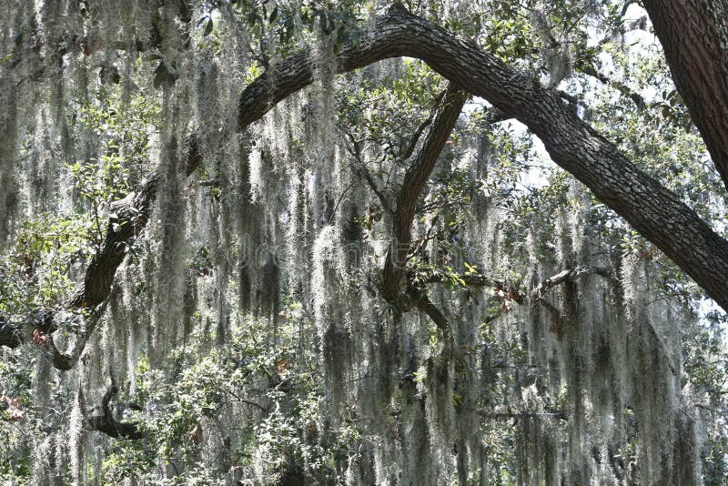 Spanish Moss in a Live Oak Tree Stock Photo Image of nature, outdoors