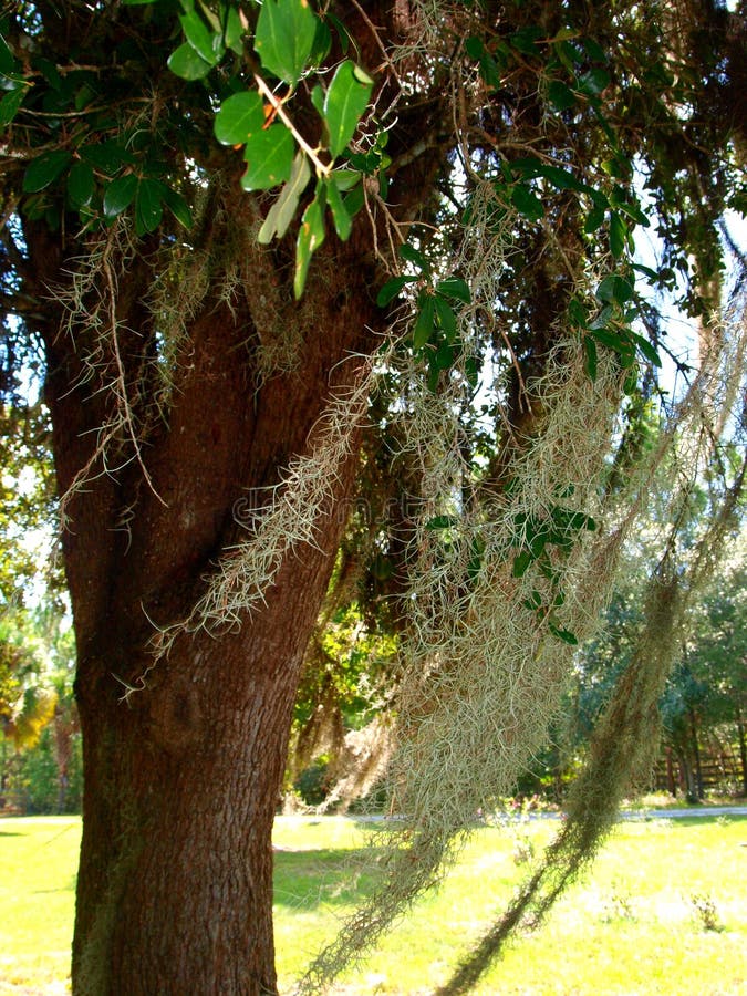 Spanish Moss stock image. Image of nature, florida, beach 77891987