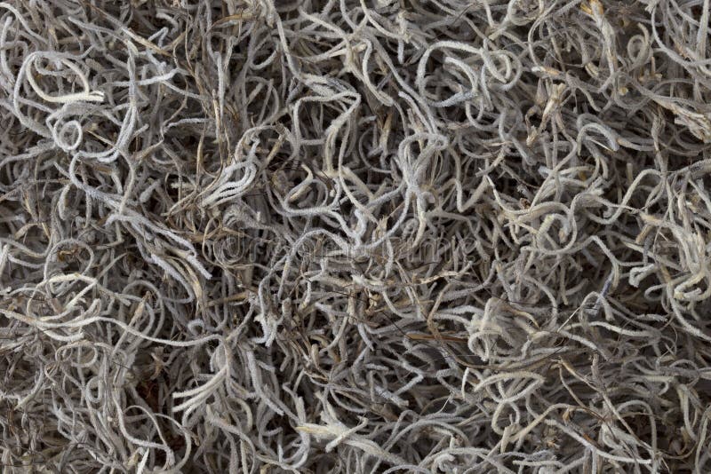 Spanish moss background stock photo. Image of matted 12055018