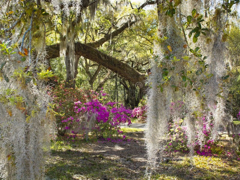 Spanish Moss in beautiful garden with azaleas flowers blooming under oak tree. royalty free stock photography Spanish Moss in beautiful garden with azaleas flowers blooming under oak tree. royalty free stock photography